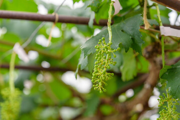 Young fruits of the grape, on the tree