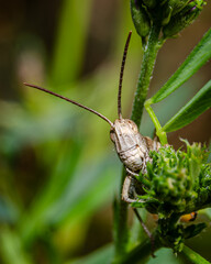 Locust on grass say hi