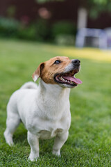 Dog breed jack russell terrier happily posing on a green meadow. dog portrait