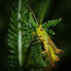 Grasshopper or locust on a leaf
