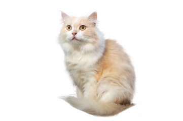 Persian cat light brown and white, isolate on transparent background PNG file