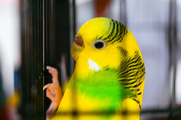 Yellow and green budgerigar parrot sitting in a cage