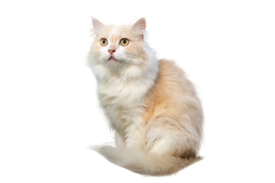 Persian cat light brown and white, isolate on transparent background PNG file
