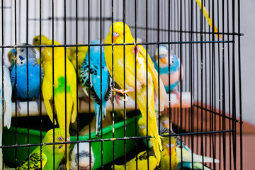 Colorful Budgerigar parrots in a cage, close up