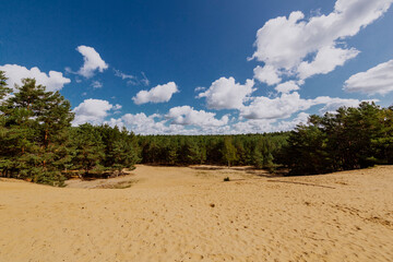 Fototapeta na wymiar idilische Sanddüne umgeben von einem Wald