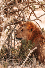 Male lion relaxing under a tree in the shade, on a safari, Ol Pejeta Conservancy, Kenya, Africa. 