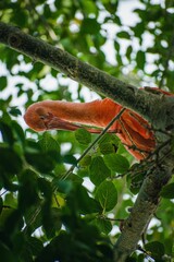 Beautiful shot of a scarlet ibis on a tree