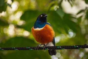 Beautiful shot of a superb starling on a tree