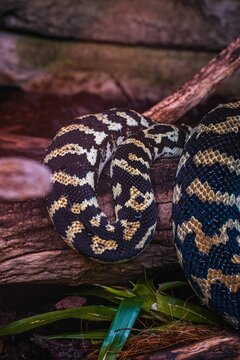 Closeup shot of the jungle carpet python rolled up around a wood