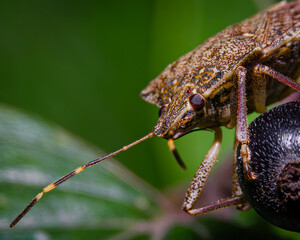 Brown marmorated stinkbug on a berry