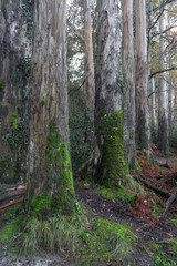 Souto da Retorta eucalyptus forest with very large trees in Lugo province, Galicia, Spain.