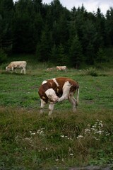 Naklejka na ściany i meble View of cows in greenery field