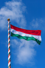 Young Boletus luridiformis (Neoboletus luridiformis, Boletus erythropus), commonly known as the scarletina bolete - edible tasty mushroom