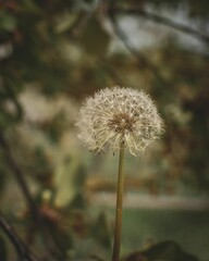 Vertical closeup shot of a common dandelion.