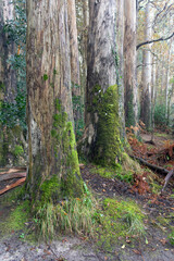 Souto da Retorta eucalyptus forest with very large trees in Lugo province, Galicia, Spain.