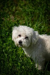 Vertical closeup of a cute Maltese dog in a field