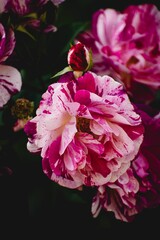 Vertical closeup shot of a maurice utrillo rose in the garden.