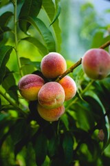 Vertical shot of fresh juicy peach fruits growing on a tree.