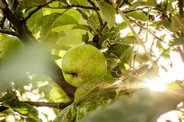 Closeup shot of s fresh juicy pear fruit growing on a tree.