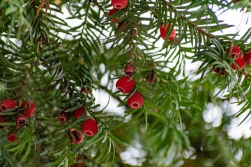 Obraz premium Closeup of English yews (taxus baccata) on a tree against blurred background