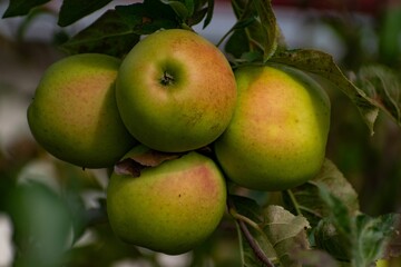 Closeup of green apples on the apple tree against blurred background