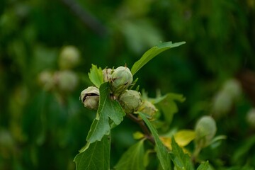 Closeup of growing hazelnuts