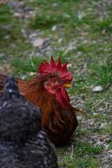 Vertical shot of a rooster sitting on the grass
