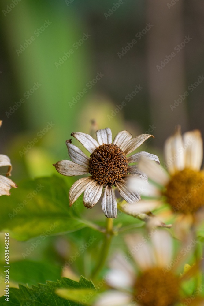 Sticker vertical shot of a weathered coneflower