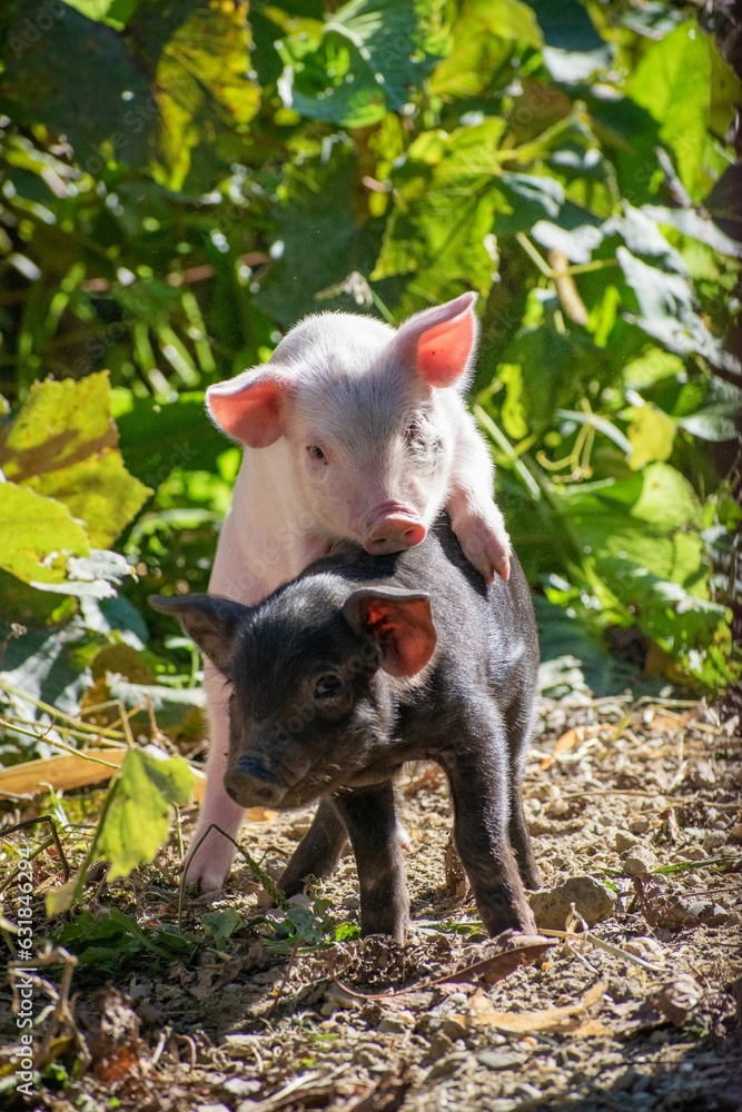 Wall mural vertical shot of the funny piglets playing in the farm