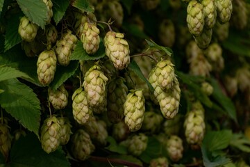 Fototapeta premium Cascade hop cones on the branches with green leaves