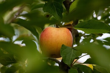 Ripe apple on the green tree