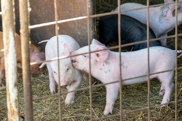 Funny piglets in the farm behind the fence