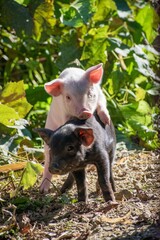Vertical shot of the funny piglets playing in the farm