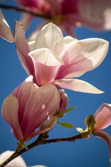 Closeup of the pink Magnolia against a clear blue sky