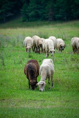 Naklejka na ściany i meble Herd of sheep grazing peacefully in a lush green field