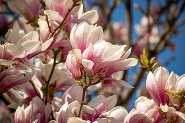 Obraz premium Closeup of the pink Magnolia against a clear blue sky