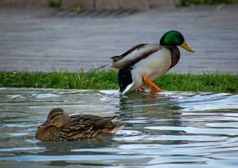Two mallard ducks perched on a patch of grass near the edge of a body of water