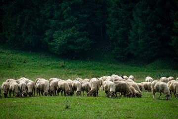 Obraz na płótnie Canvas Herd of sheep standing next to each other on a lush green hillside