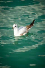 White seagull gracefully swimming in the emerald-green water