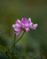 Hare clover (Vyazel, Securigera varia, Coronilla varia)  on a lush green background