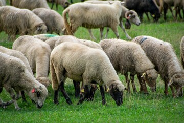 Obraz na płótnie Canvas Large group of sheep grazing on a lush green field