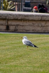 Seagull walking in the grass of the park with tourists in the background