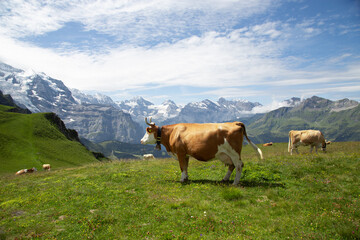 Fototapeta na wymiar Cow in front of Lauterbrunnen valley, high mountain in the swiss alps