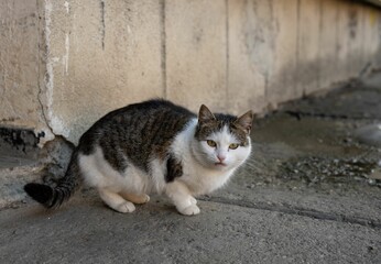 Black and white cat stands on a sidewalk near a wall and concrete path