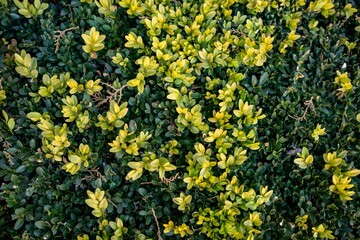 Top down view of a vibrant yellow and green bush
