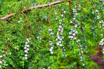 Fototapeta premium Fruits and leaves of a Himalayan cypress (Cupressus torulosa)