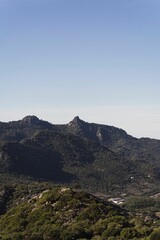 Vertical shot of a beautiful forest near the mountains