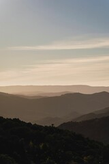Vertical shot of a beautiful forest near the mountains in Cadiz, Spain