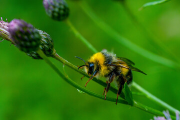 Macro of a hanging Caucasian fluffy striped bumblebee Bombus lucorum sitting and collecting pollen...