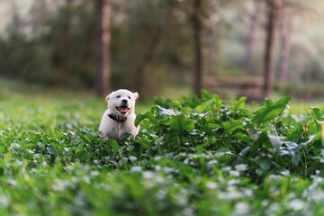 Golden Retriever pup running in a vibrant and lush green grassy meadow, full of life and joy